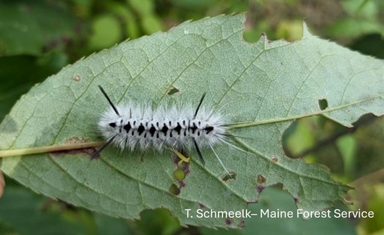 A fuzzy white caterpillar with black dots and spikes on a leaf