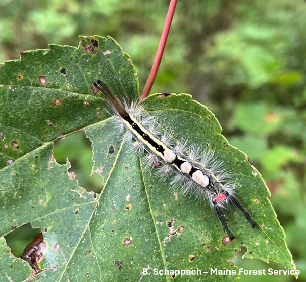 A black caterpillar with yellow stripes and white tufts on a leaf