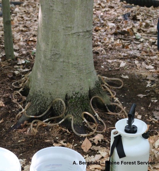 A bucket next to a tree