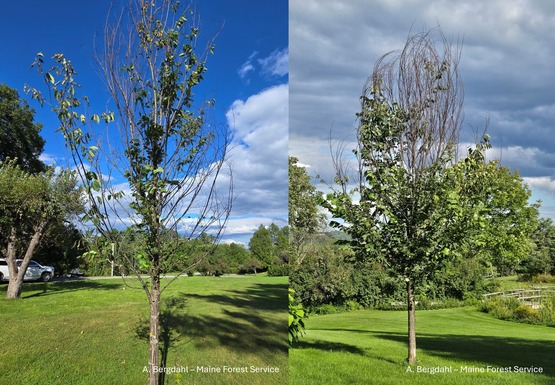 Two photos of elm trees that have lost leaves