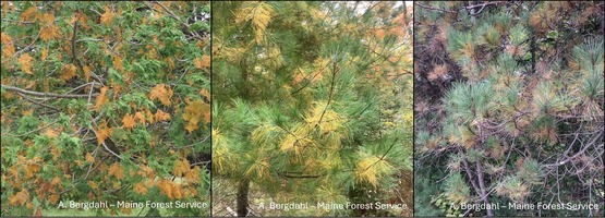 Three photos of pine trees with yellowing needles