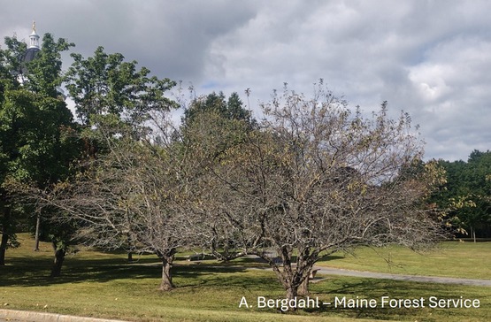 An apple tree in a field