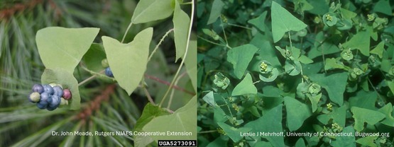 Two pictures of triangle-shaped leaves