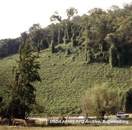 The side of a hill which has been overgrown with mile-a-minute weed