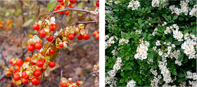 Two invasive plants: bittersweet and multiflora rose.