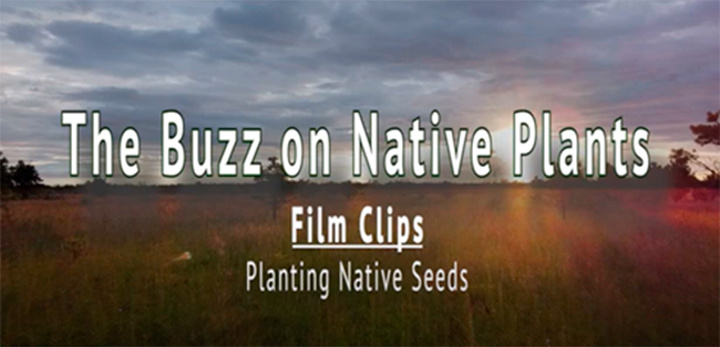 Film: The Buzz on Native Plants, Film Clip Planting Native Seeds title page.