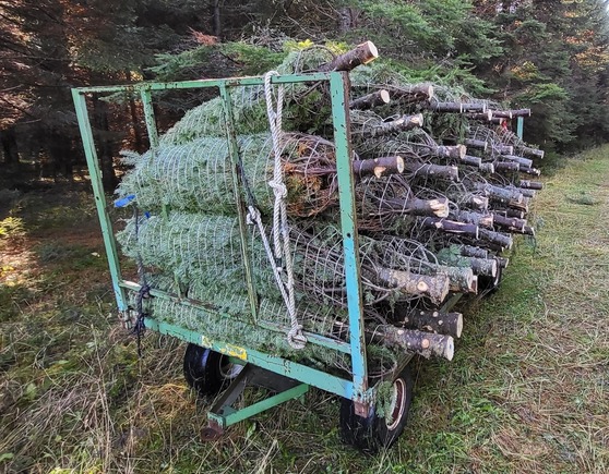  Harvested Christmas trees awaiting shipment. Sarah Scally, DACF