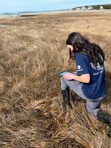 MCC Steward collecting data in a salt marsh.