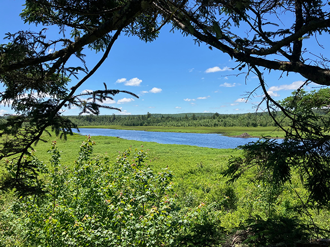 Wetlands along the East Macias River on the new Hadley Lake parcel.  