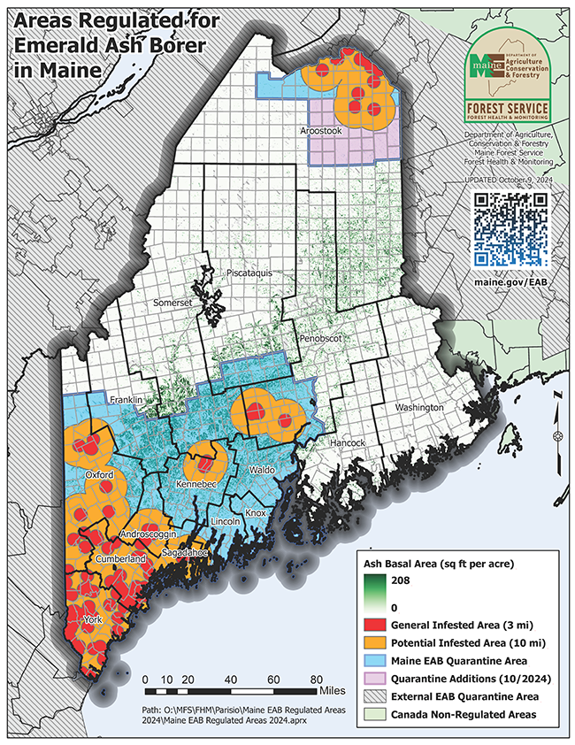 Map of areas regulated for Emerald Ash Borer (EAB) in Maine. Updated on October 9, 2024.