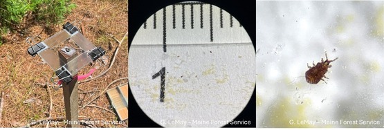 Three photos of red pine scales and surveying equipment