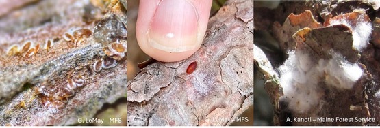 Three photos of red pine bark with scales