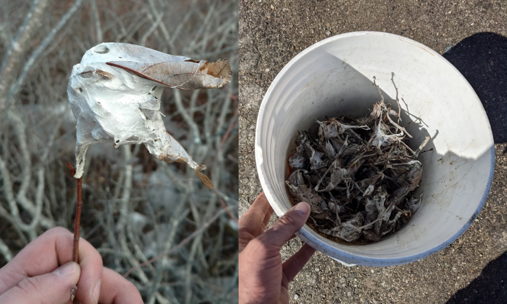 (Left) Browntail webs that have been removed from a tree; note that they are at the tips of branches and are palm-sized. (Right) Collected browntail webs that are ready to be destroyed by soaking with soapy water or safely burned in a contained fire.