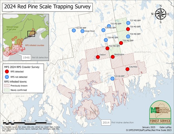 Map of Maine showing towns in Washington County where Red Pine Scale has been discovered