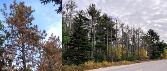 Two photos of red pine trees along a road