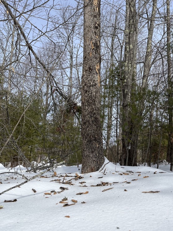 Chips of bark on the snow under an ash tree that has been attacked by emerald ash borer.