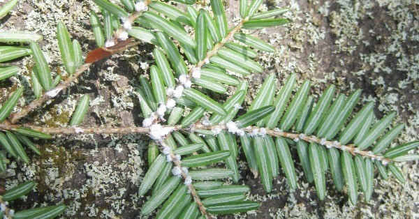 hemlock woolly adelgid on a hemlock twig