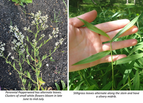 pepperweed and stiltgrass