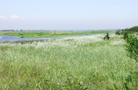 perennial pepperweed