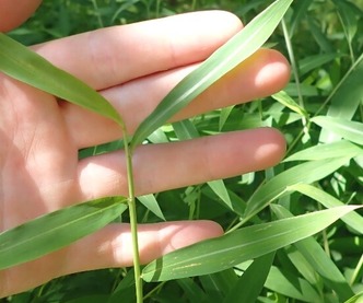 stiltgrass upclose