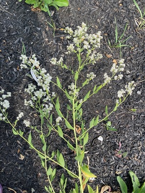 pepperweed upclose