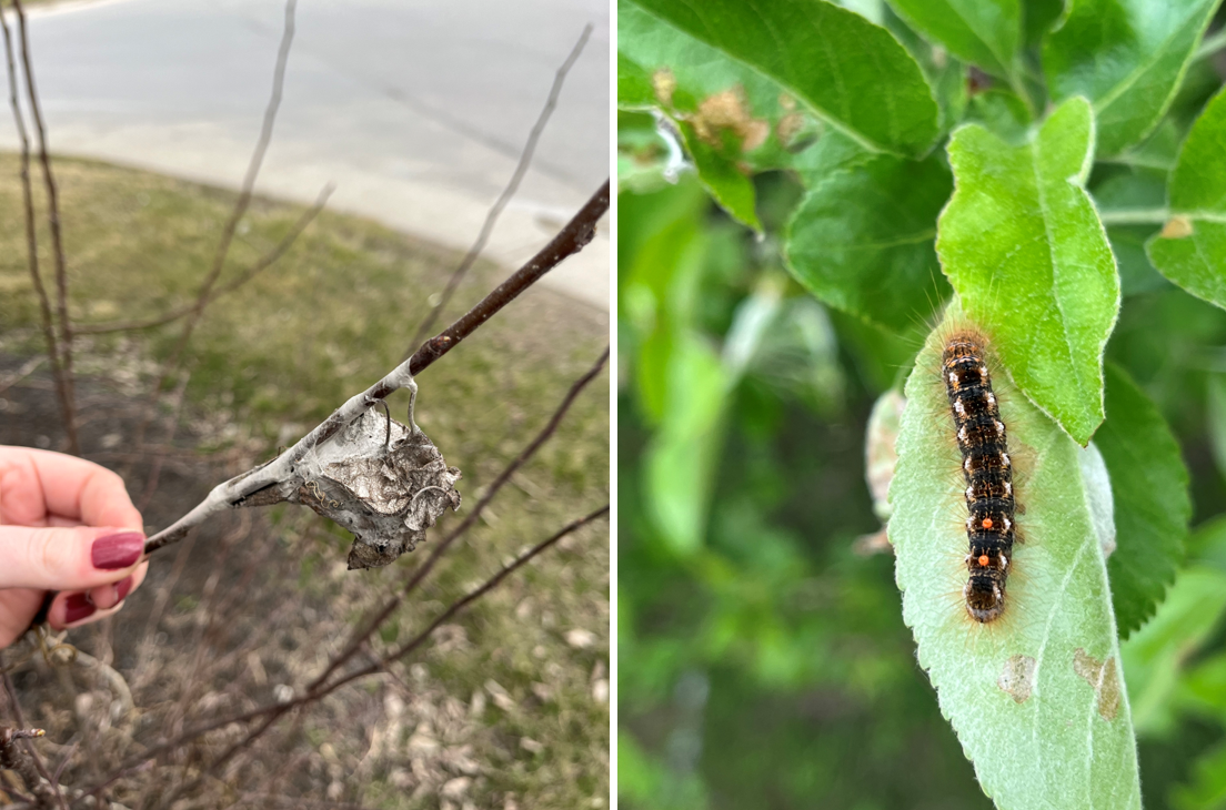 A picture of a browntail moth winter web and a browntail moth caterpillar