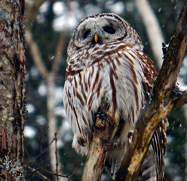 Barred Owl perched in a tree on a winter's day. Photo used by permission of David Rodrigues.