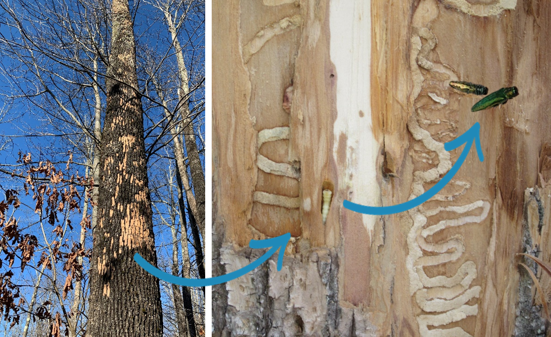 Woodpecker damage from EAB