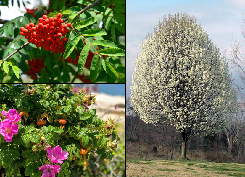 Callery Pear and European Mountain Ash can not be sold in Maine. Rugosa rose for sale must have a sign.