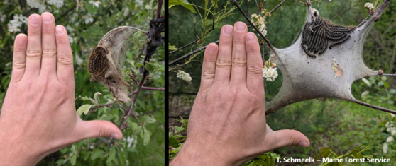 BTM and ETC web comparison