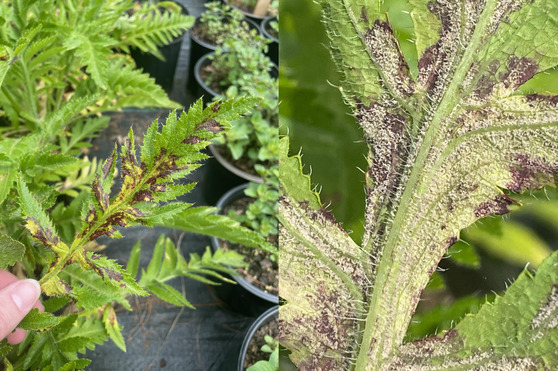 Angular leaf spots of poppy downy  mildew on the upper surface of a poppy leaf and fungal sporulation on the lower leaf surface.