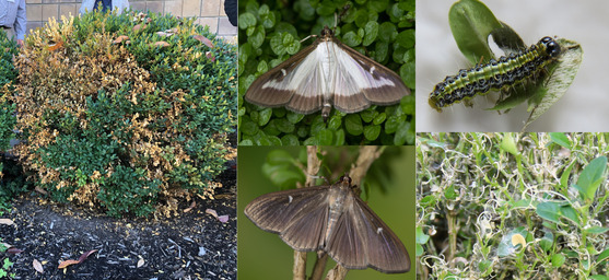 Damage and different life stages of box tree moth