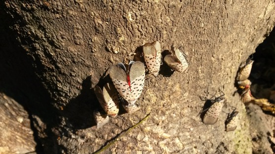 spotted lanterfly adults