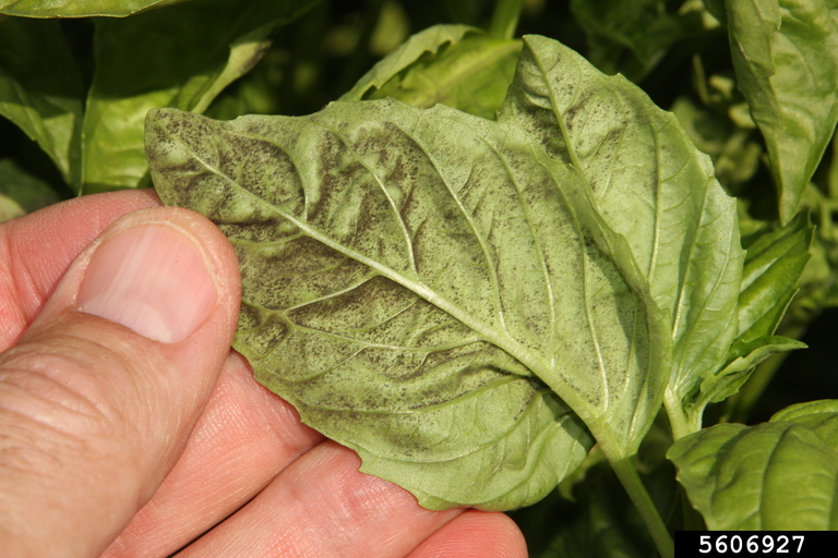 A basil leaf infected with downy mildew