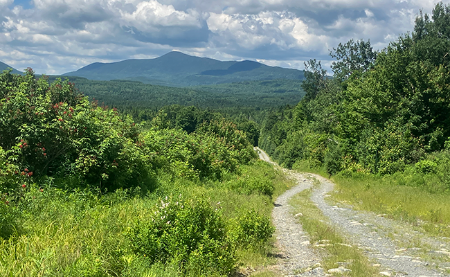 Colburn Mountain NECEC easement. Photo by Dan Grenier, BPL.
