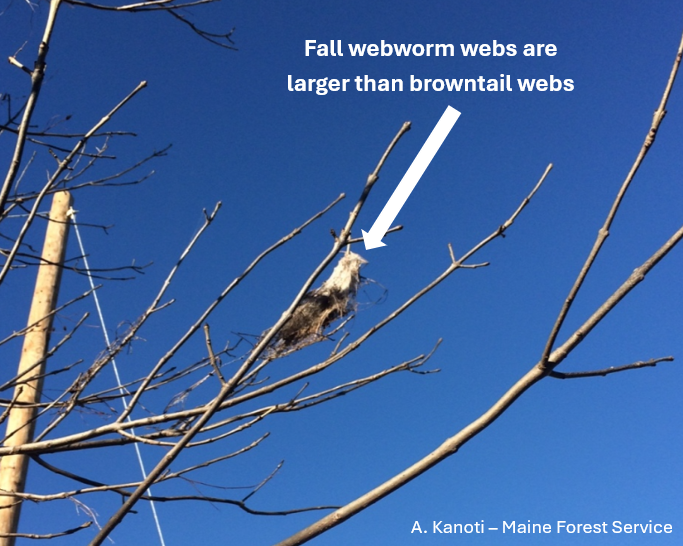 Fall webworm web in winter.