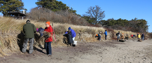 Volunteers collect dislodged beachgrass culms from bank at Popham Beach State Park.