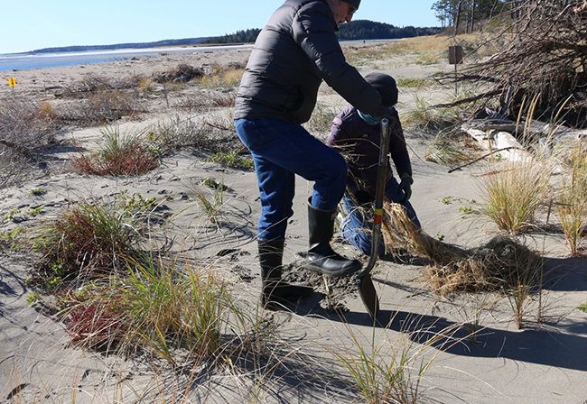 Volunteers begin to transplant beachgrass culms on a more protected area of the beach.