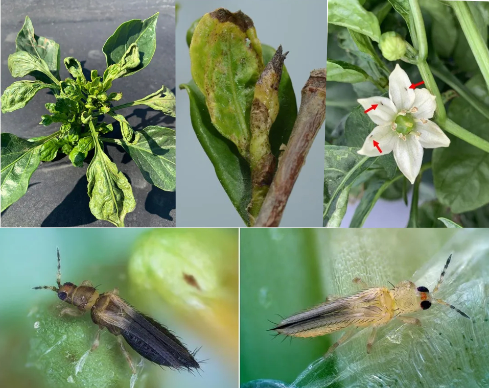 Thrips parvispinus damage on peppers and hibiscus. Adult male and female thrips