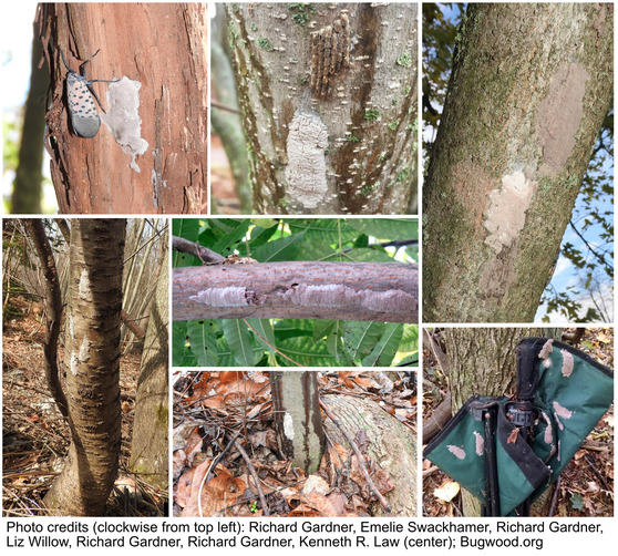 Spotted lanternfly egg masses
