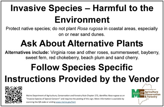 an example rosa rugosa sign