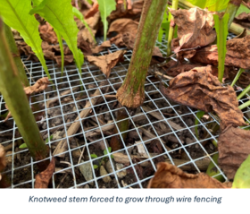 Japanese Knotweed fencing