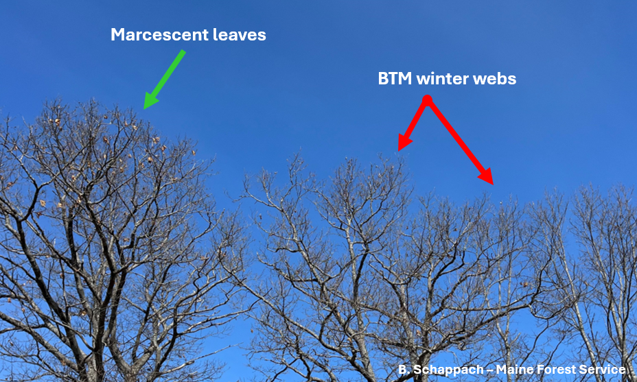 Tree with browntail winter webs