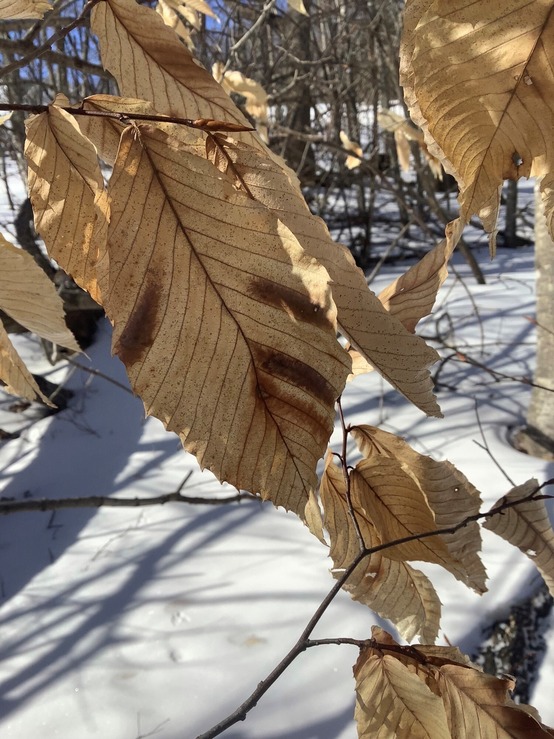 Beech leaves in winter