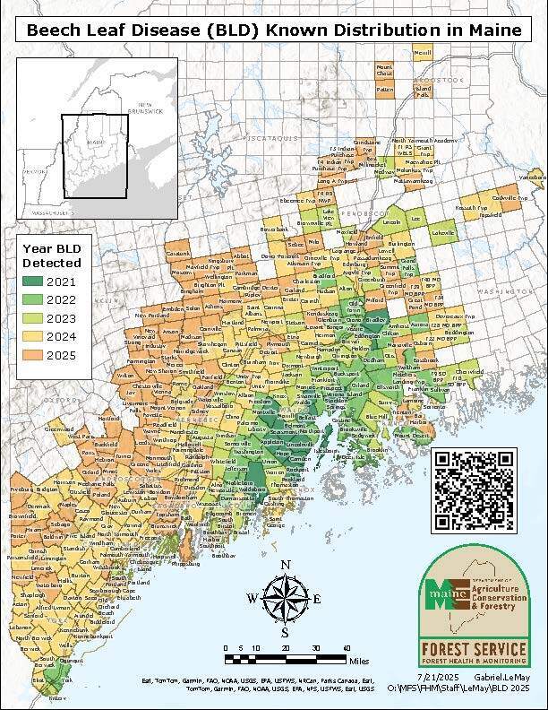 Map of Maine showing beech leaf disease