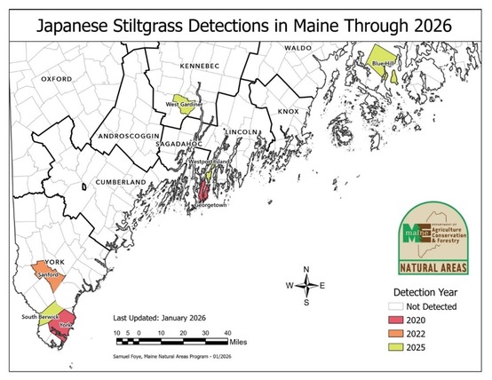 map of 2026 stiltgrass in Maine
