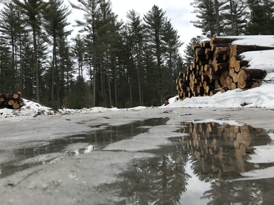 An early thaw leaves standing water across a timber harvest landing