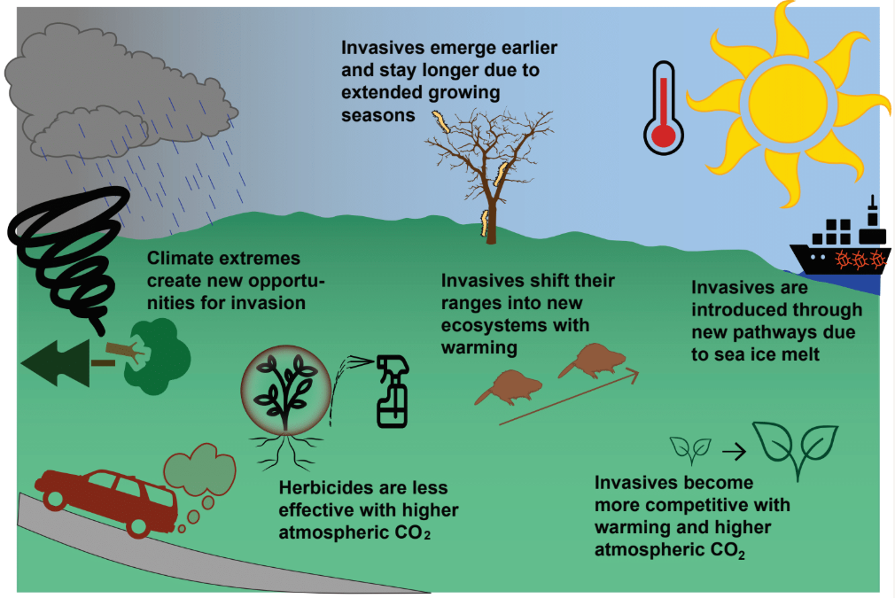 interaction between invasive species and climate change
