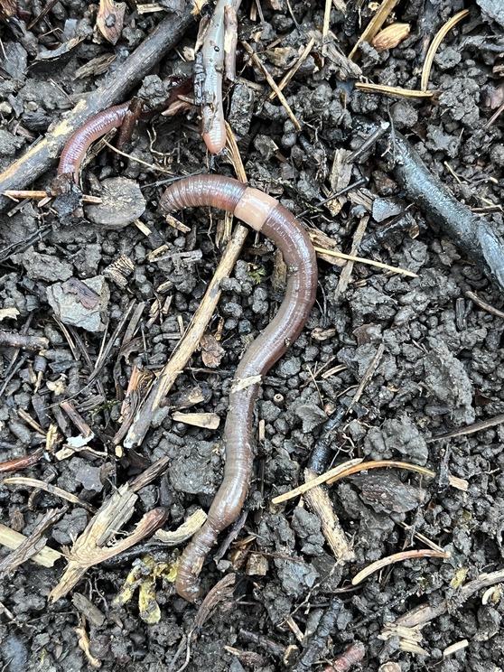 three worms on soil