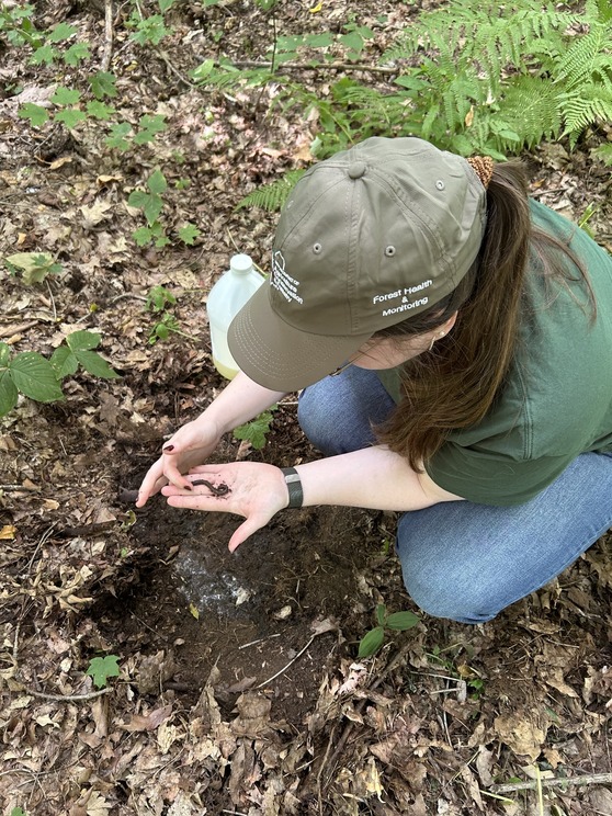 person kneeling in woods holding a jumping worm in their hands
